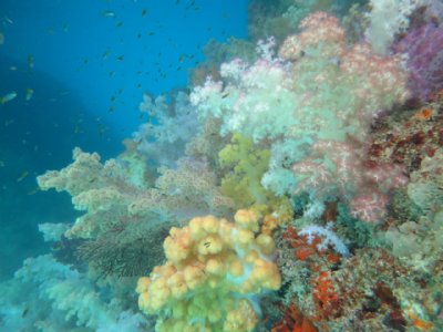 软珊瑚区