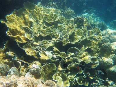硬珊瑚区