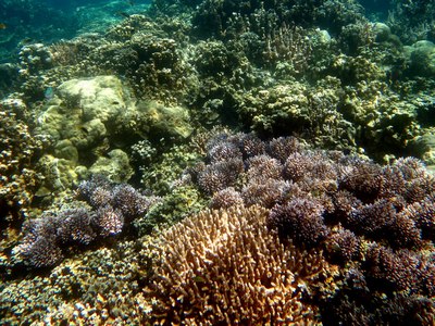 珊瑚鱼乐园